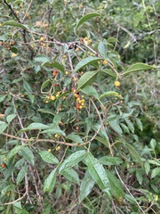 Searsia transvaalensis