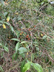 Searsia transvaalensis