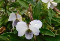 Viola arborescens