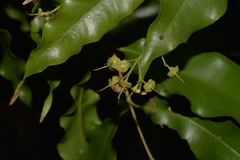 Syzygium anisatum