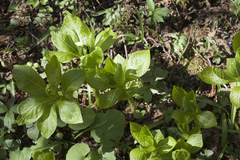 Scopolia caucasica