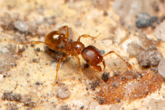 Pheidole rugosula
