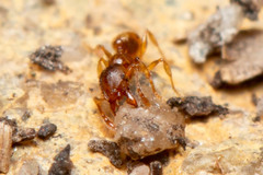 Pheidole rugosula