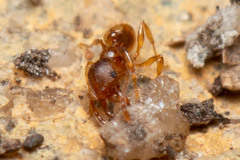 Pheidole rugosula