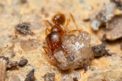 Pheidole rugosula