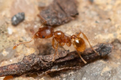 Pheidole rugosula
