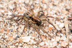 Artoriopsis