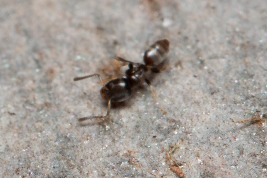 Tapinoma minutum