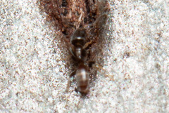 Tapinoma minutum