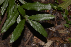 Cinnamomum oliveri