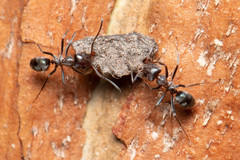 Iridomyrmex rufoniger