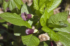 Scopolia caucasica