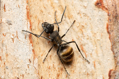 Polyrhachis aurea