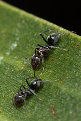 Iridomyrmex rufoniger