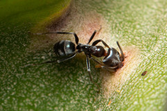 Iridomyrmex rufoniger