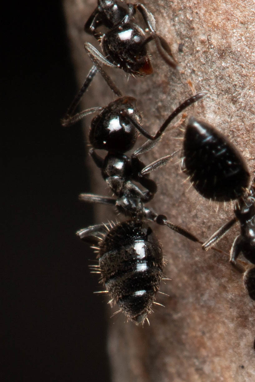 Technomyrmex sophiae