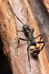 Polyrhachis brisbanensis