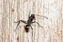 Polyrhachis brisbanensis