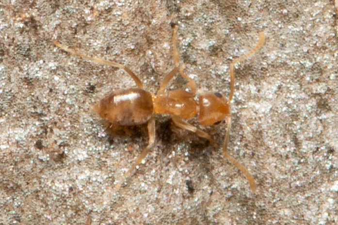 Paraparatrechina minutula