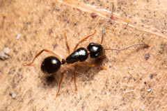 Camponotus lownei