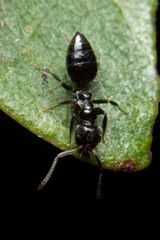 Technomyrmex sophiae