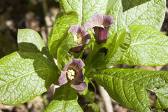 Scopolia caucasica