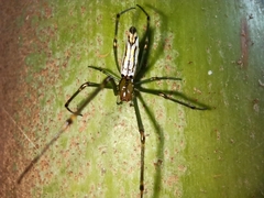 Leucauge