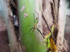 Leucauge