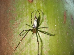 Leucauge