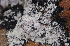 Siphula