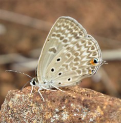 Lepidochrysops patricia