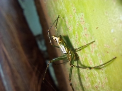 Leucauge