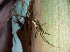 Leucauge