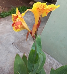 Canna × generalis