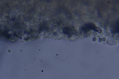 Mycena arcangeliana