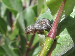 Hydriomena furcata