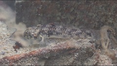 Eugnathogobius siamensis
