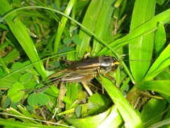 Teleogryllus occipitalis