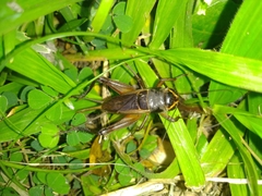 Teleogryllus occipitalis