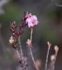 Erica brevifolia