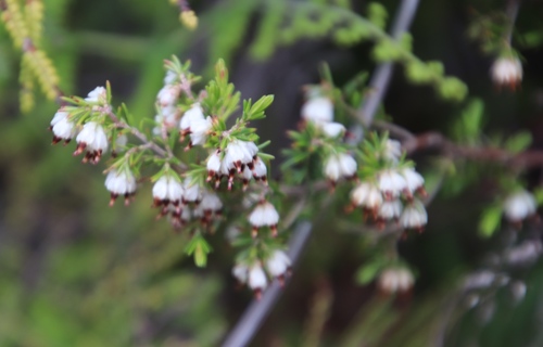 Image of Browntip Heath (Erica genistifolia) by (c) Tony Rebelo, some rights reserved (CC BY-SA)