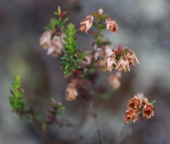 Erica brevifolia