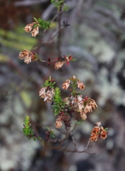 Erica brevifolia
