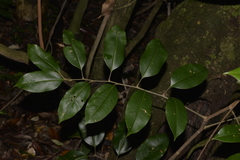 Mischocarpus pyriformis