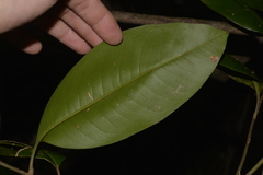 Mischocarpus pyriformis