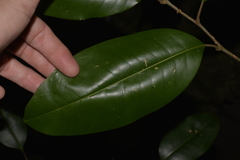 Mischocarpus pyriformis