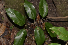 Mischocarpus pyriformis