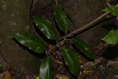 Mischocarpus pyriformis