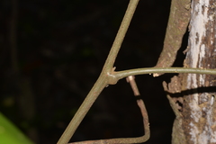 Mischocarpus pyriformis