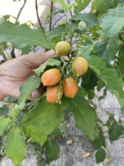 Bunchosia glandulifera